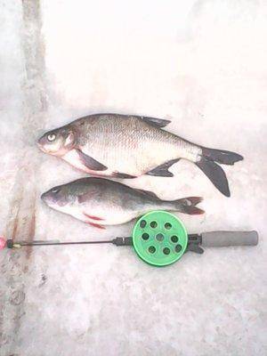 IMG0048A.thumb.jpg.16ef42b46d5a98ddfd387