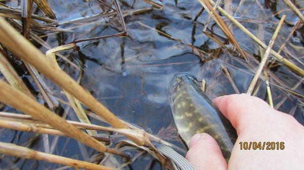 IMG_1462.thumb.JPG.d56081c3380548470bb0e