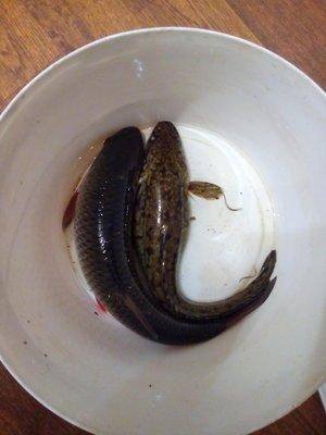 IMG_20160411_222616.thumb.jpg.01f8265b60