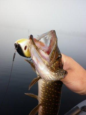 P1010735.thumb.JPG.cbddb384ff4df1e1b15c3