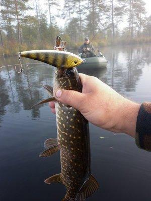 P1010737.thumb.JPG.5ba98fcca25706ac9bae3