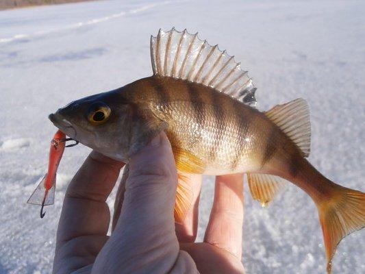 P3230654.thumb.JPG.11c9139095e48208a0949