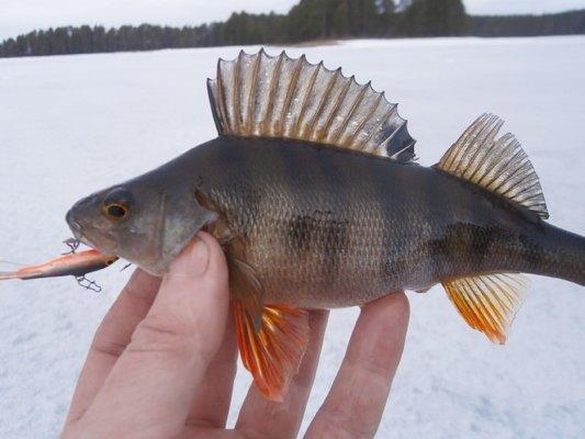 P3250662.thumb.JPG.f7e598deed024ad5cbde2