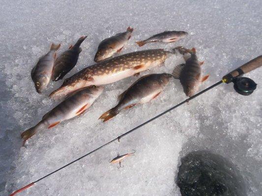 P3250664.thumb.JPG.ae24635272c4a7d9d978c