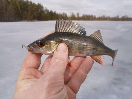 P3280670.thumb.JPG.01758eaa0ac743396bbd3