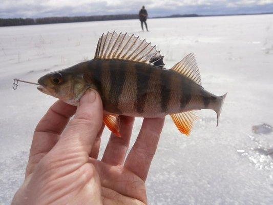 P3280671.thumb.JPG.e27d9ad5f8f788acd0e7c