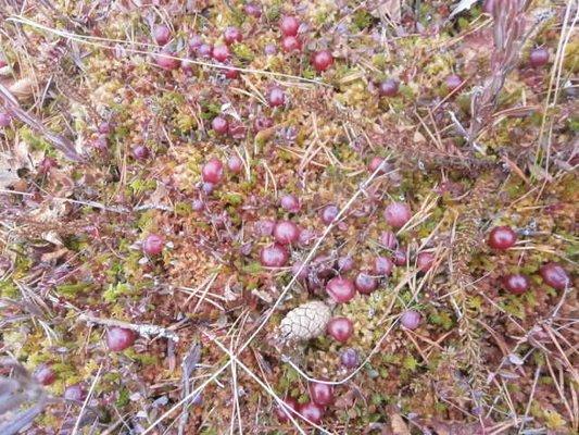 P3280679.thumb.JPG.d601d61299c38522cc9cc