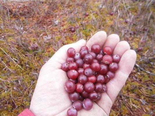 P3280680.thumb.JPG.b0647d1dc477ba00bd182