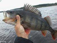 WL8vDkbDJaQ.jpg.068b5ed675cb3b0f8afda5b6