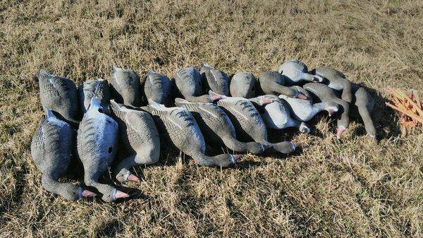 ZjffhOOw83U.thumb.jpg.b330dc2b5330791788