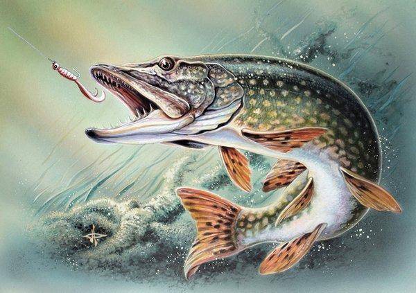 000013.thumb.jpg.e0fc66acc6d7d8dae4d936f