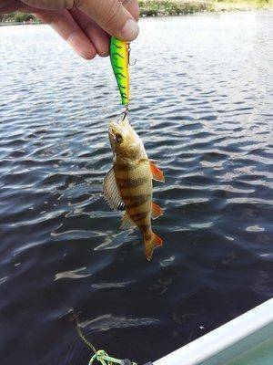 20160509_164453.thumb.jpg.2493629854555a