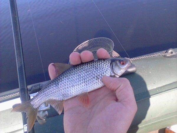 5726384a1ad79_-0147.thumb.jpg.274ec16284