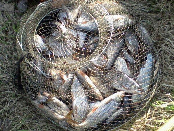 5726384fbb23d_-0154.thumb.jpg.8451f5078b