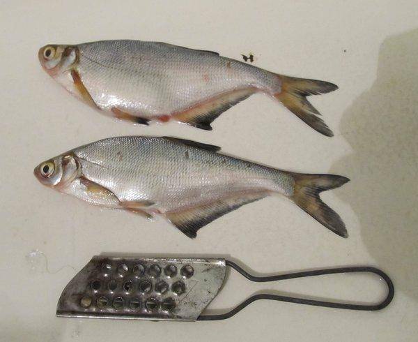 Сора, синец.jpg