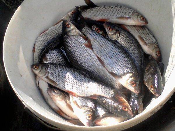 572791b782ffa_-0162.thumb.jpg.a44d609811