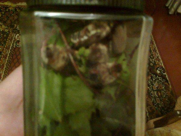 5730d02b291ad_3268.thumb.jpg.b67a17c540b