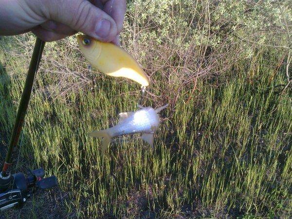 5730d4ad31298_3281.thumb.jpg.4064545e51e