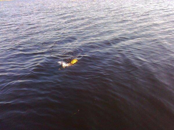 573847347f1cc_3301.thumb.jpg.4383b33437c