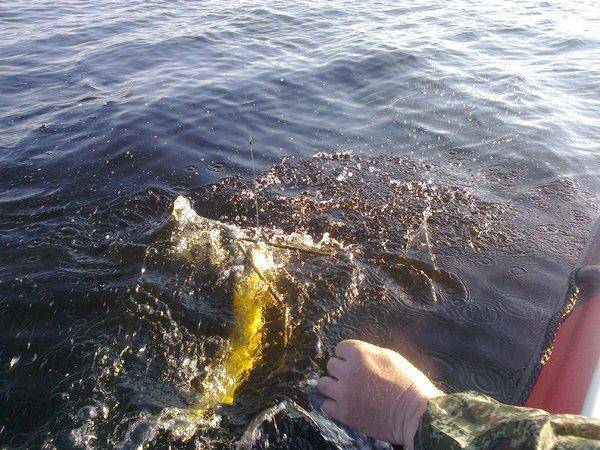 5738473e13135_3302.thumb.jpg.e414e4d4b38