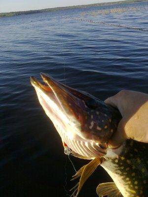 57384d06593af_3338.thumb.jpg.485fd3fe125