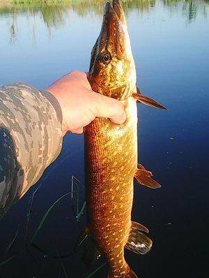 573a04fbbf787_16.05.2016009.thumb.jpg.19