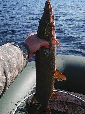 573a055a36bf2_16.05.2016015.thumb.jpg.c7