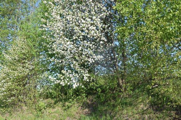 573a090acb347_16.05.2016065.thumb.JPG.b0