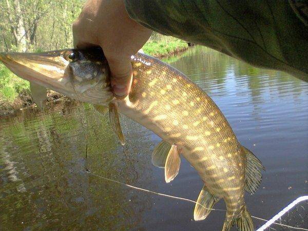 573b7770c967b_-0170.thumb.jpg.9767a1808b