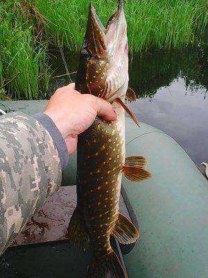 573f3bcdab660_20.05.2016016.thumb.jpg.d4