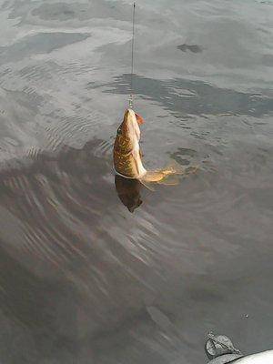 573f3f9f1367c_20.05.2016030.thumb.jpg.20