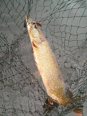 573f40a249859_20.05.2016039.thumb.jpg.63