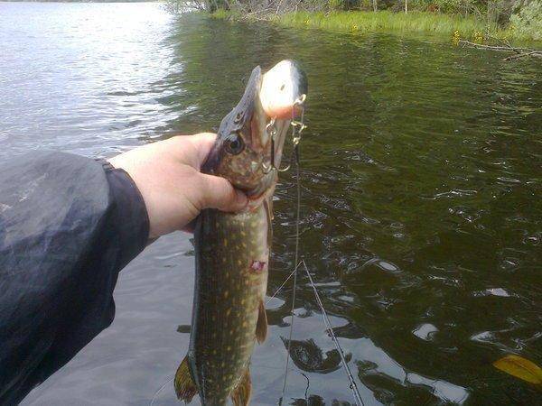 5740bce9d2557_3388.thumb.jpg.465c8a18957