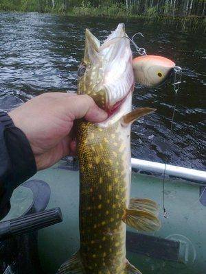 5740bddb15754_3392.thumb.jpg.55f00113a5b