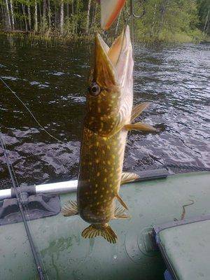 5740be03b4590_3391.thumb.jpg.db3d08991cc