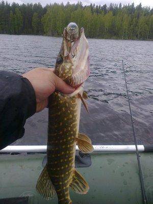 5740be757078f_3393.thumb.jpg.dda347220dc