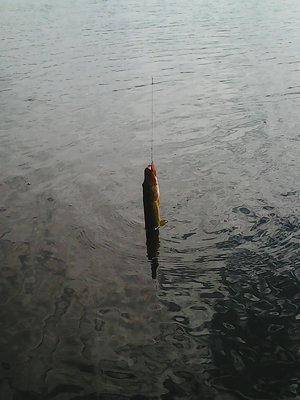 5741ed7775e41_22.05.2016008.thumb.jpg.56