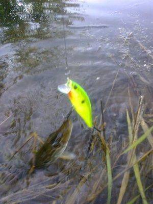 57435ae894cf9_3407.thumb.jpg.405b0318019