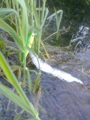 57435aee5de19_3408.thumb.jpg.8b82858416f