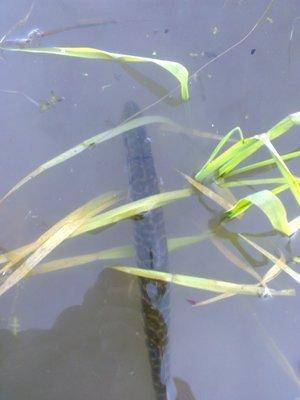 57435b0952621_3410.thumb.jpg.7f2f1ff74ad