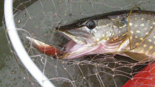 57474037a8522_IMG_68441.thumb.jpg.af0ef3