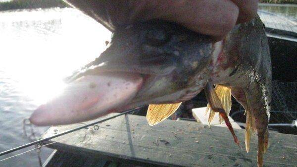 5747408197ec6_IMG_67921.thumb.jpg.5fa70a