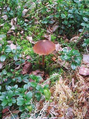 574741fb91f19_26026.thumb.jpg.c59f9e6995