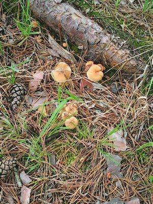 574742de4c946_26033.thumb.jpg.a3b1bc567c