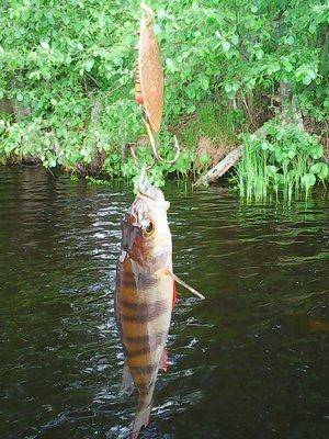 57474341c1bba_26041.thumb.jpg.83066bb830