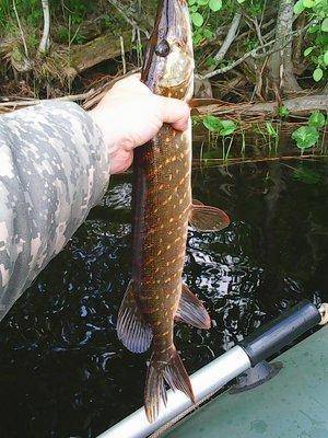 57474397b2d73_26042.thumb.jpg.2b7bedae7d