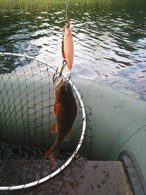 5747443116f58_26046.thumb.jpg.0e387d908a