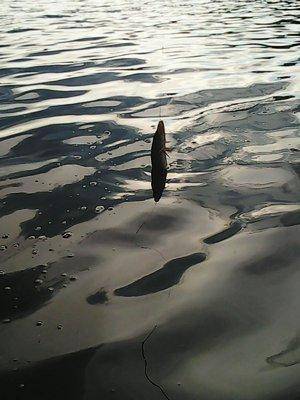 574744754b53c_26047.thumb.jpg.da5e33ef1d