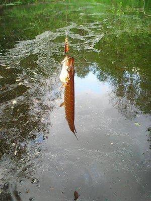 574744bd7e9f0_26048.thumb.jpg.3414873382