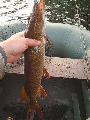 57474532d2f5c_26054.thumb.jpg.33ede7ef77